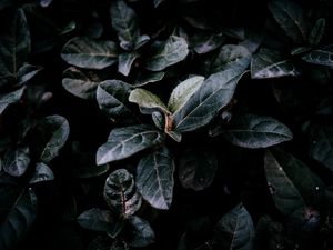 Preview wallpaper bush, foliage, dark, branches, leaves