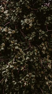 Preview wallpaper bush, green, plant, leaves, branches