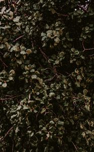 Preview wallpaper bush, green, plant, leaves, branches
