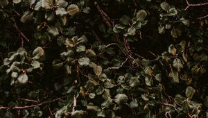 Preview wallpaper bush, green, plant, leaves, branches