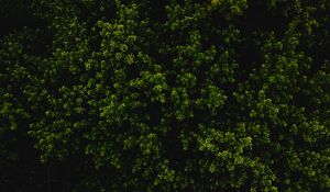 Preview wallpaper bush, green, texture, plant