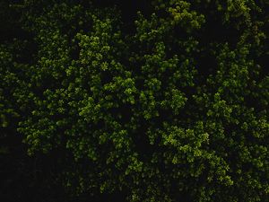 Preview wallpaper bush, green, texture, plant