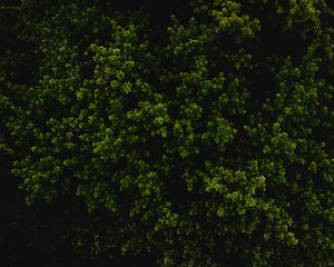 Preview wallpaper bush, green, texture, plant