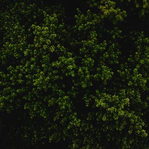 Preview wallpaper bush, green, texture, plant