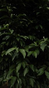 Preview wallpaper bush, leaves, branches