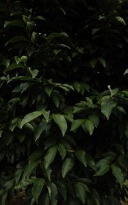 Preview wallpaper bush, leaves, branches