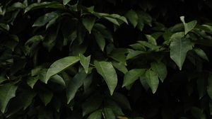 Preview wallpaper bush, leaves, branches