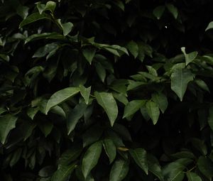 Preview wallpaper bush, leaves, branches