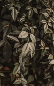 Preview wallpaper bush, leaves, branches, macro