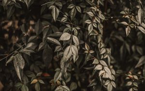 Preview wallpaper bush, leaves, branches, macro