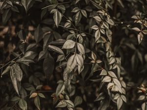 Preview wallpaper bush, leaves, branches, macro