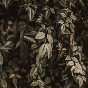 Preview wallpaper bush, leaves, branches, macro