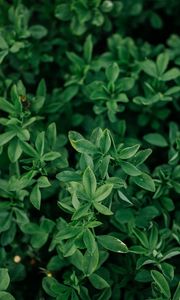 Preview wallpaper bush, leaves, branches, green, macro