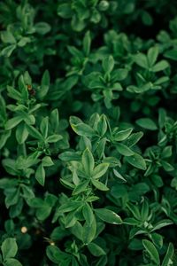 Preview wallpaper bush, leaves, branches, green, macro