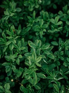 Preview wallpaper bush, leaves, branches, green, macro