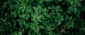 Preview wallpaper bush, leaves, branches, green, macro