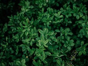 Preview wallpaper bush, leaves, branches, green, macro