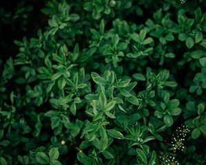 Preview wallpaper bush, leaves, branches, green, macro