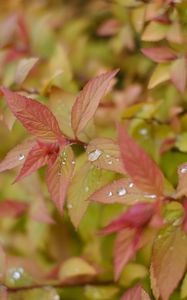 Preview wallpaper bush, leaves, drops, macro, plant
