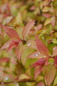 Preview wallpaper bush, leaves, drops, macro, plant