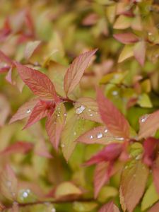 Preview wallpaper bush, leaves, drops, macro, plant