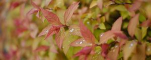 Preview wallpaper bush, leaves, drops, macro, plant