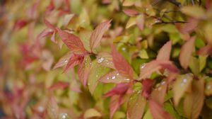 Preview wallpaper bush, leaves, drops, macro, plant