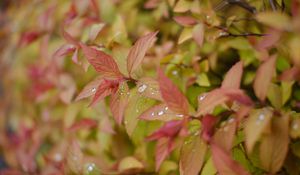 Preview wallpaper bush, leaves, drops, macro, plant