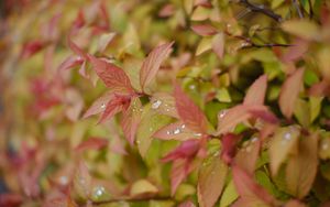 Preview wallpaper bush, leaves, drops, macro, plant