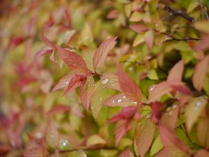 Preview wallpaper bush, leaves, drops, macro, plant