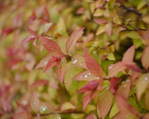 Preview wallpaper bush, leaves, drops, macro, plant