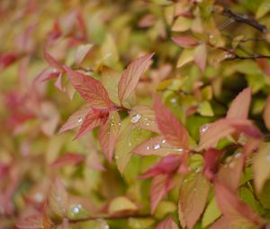 Preview wallpaper bush, leaves, drops, macro, plant