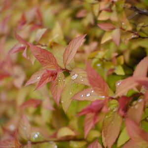 Preview wallpaper bush, leaves, drops, macro, plant