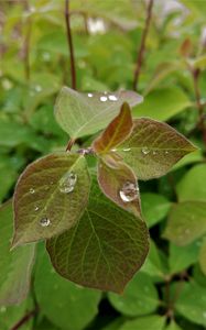 Preview wallpaper bush, leaves, drops, macro, green