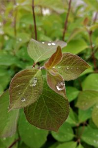 Preview wallpaper bush, leaves, drops, macro, green