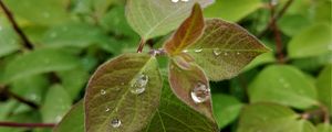 Preview wallpaper bush, leaves, drops, macro, green