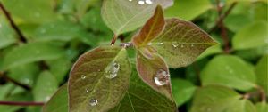 Preview wallpaper bush, leaves, drops, macro, green