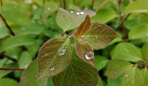 Preview wallpaper bush, leaves, drops, macro, green