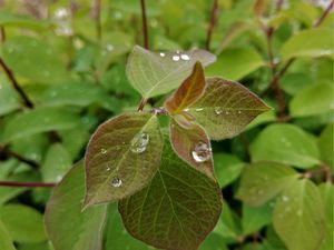 Preview wallpaper bush, leaves, drops, macro, green