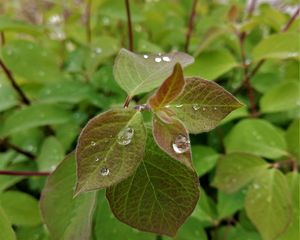 Preview wallpaper bush, leaves, drops, macro, green