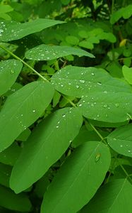 Preview wallpaper bush, leaves, drops, green, macro