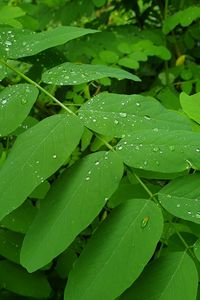 Preview wallpaper bush, leaves, drops, green, macro