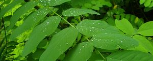 Preview wallpaper bush, leaves, drops, green, macro