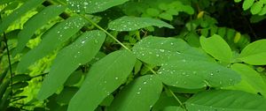 Preview wallpaper bush, leaves, drops, green, macro