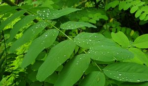 Preview wallpaper bush, leaves, drops, green, macro