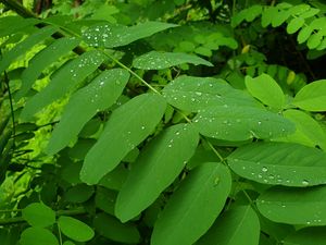 Preview wallpaper bush, leaves, drops, green, macro