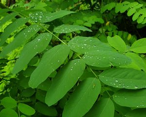 Preview wallpaper bush, leaves, drops, green, macro