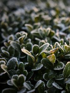 Preview wallpaper bush, leaves, frost, plant, macro