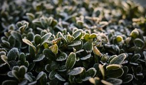 Preview wallpaper bush, leaves, frost, plant, macro