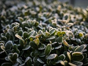 Preview wallpaper bush, leaves, frost, plant, macro